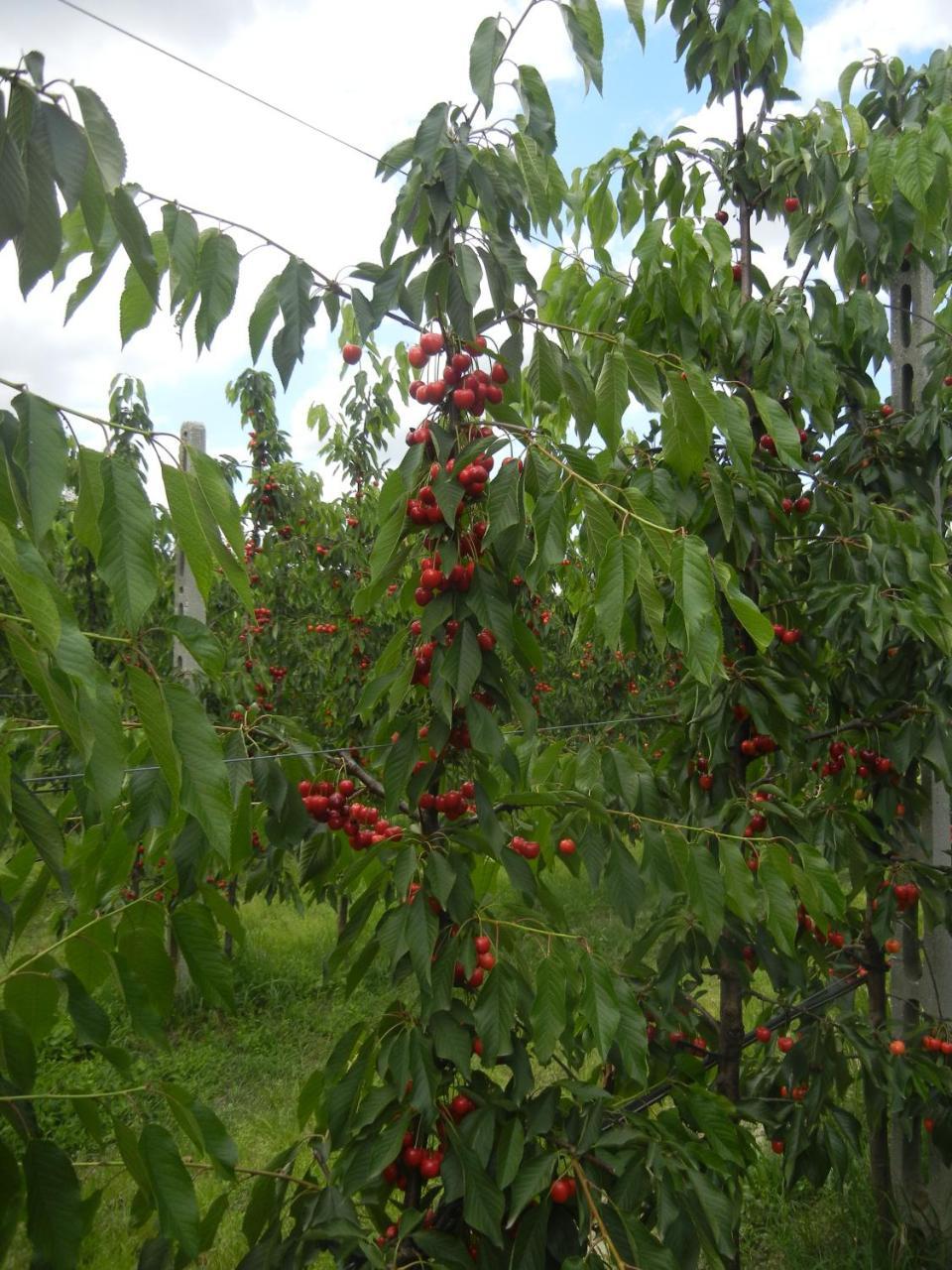 Agriturismo Calderino 法恩莎 外观 照片
